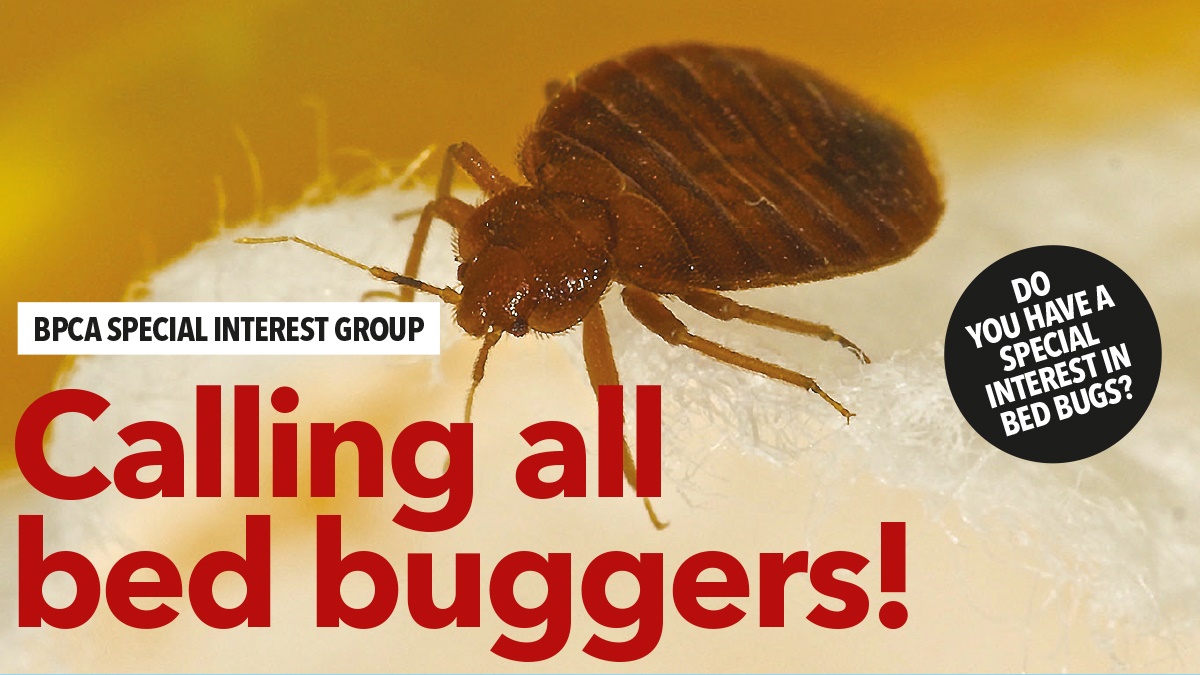 Calling all bed buggers Calling all bed buggers